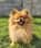 totally_simba