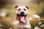 jack__amstaff