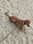 Loki_the_rescuedog19
