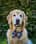 rosebudgoldengirl