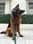 Apollo_germanshepherd