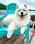 zukothesamoyed