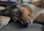 Lizzy_aussie_the_appenzeller