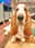 bennywafflesthebasset