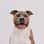 walttheamstaff