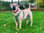 boerboelmystique