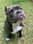 Capone the Bully