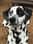 jax.the.dalmatian
