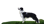 amazing.doggos