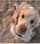 Boomerthecockerspaniel