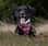 princess_sally_therescue