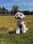 Misopoo_dle