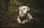 Rio_the17breeddog