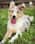 addietheroughcollie