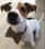 fonske_littledog