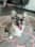 Umithefluffycorgi