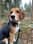 Beagle.charliebeer