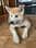 izzytheakita