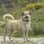 beautifull_beau_kangal