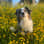 parra_australianshepherd