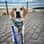 teddy_cook_the_beagle