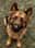 assistancedog_nelson