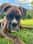 Sjef_the_boxer