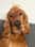 arlo_thecockerspan