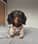_alfiethedachshund