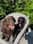 Labradors_skye_thor