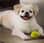 oscarthetibetanspaniel