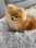 pom.nomii