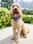 Cockapoo_larry_c