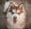 Pomskycharlie_