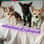 adventures_of_a_furrpack