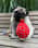 abe_thepug