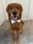 Fletcherthefieldgolden