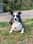 Tess.thecollie