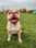 Rainn.the.bulloxer