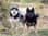 the.pomskybrothers