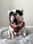 milkythefrenchbulldog