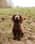 cockerspanielcalledjasper