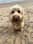 bodhi_bear_cockapoo