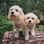 Maisie_and_willow_cavachons