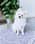 pomeranian_lulu_
