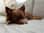Jackthechi21