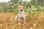 Raffi_jackrussell