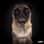 notorious_ted