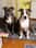 amstaff_