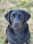 blacklab_yara